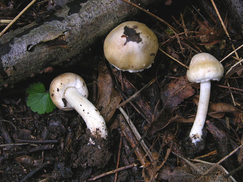 Da determinare n�1.